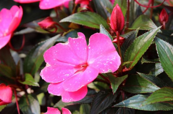 新几内亚凤仙花的种植方法和注意事项 新几内亚凤仙花的种植方法和注意事项