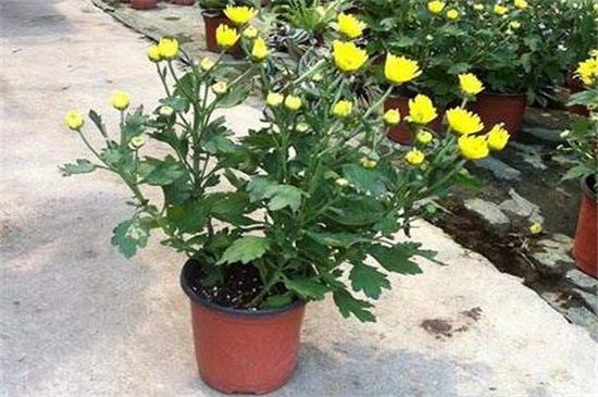 菊花的寓意和象征：寓意着长寿纯洁吉祥/象征着