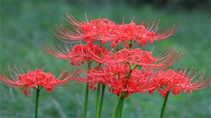 彼岸花怎么养？彼岸花养殖方法和病虫害防治