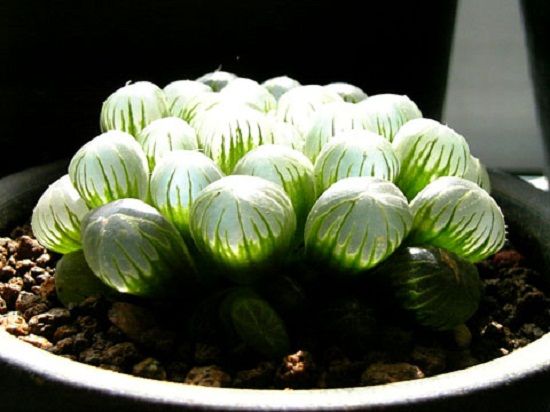 玉露图(一) 玉露图(一)