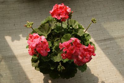 天竺葵播种详解(超详细) 天竺葵播种详解(超详细)