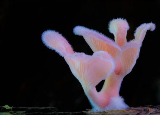 条纹革耳菌 条纹革耳菌