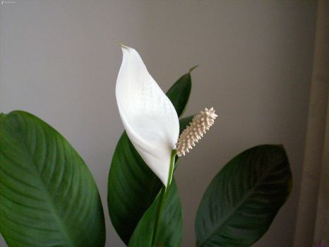 一帆风顺欣赏 一帆风顺欣赏