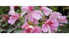 天竺葵老枝可以养几年？天竺葵老枝存活的时间