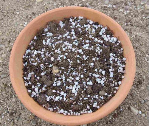 多肉植物播种基质 多肉植物播种基质