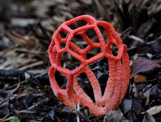 红笼头菌 红笼头菌