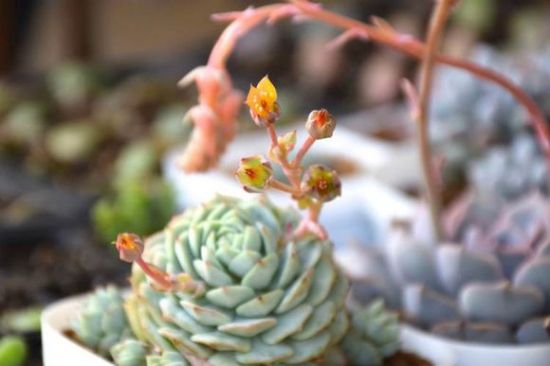 静夜开花了 静夜开花了