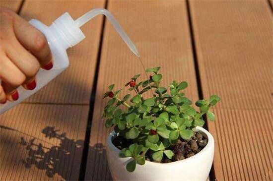 多肉植物浇水还是喷雾，春季夏季浇水多/夏季秋
