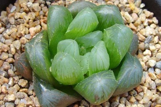 玉露图(三) 玉露图(三)