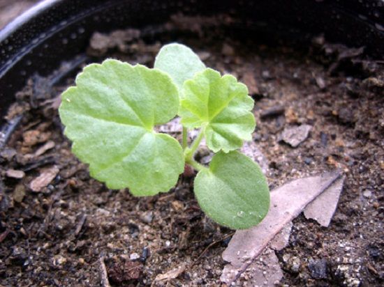 天竺葵肥料需要哪些营养元素 天竺葵肥料需要哪些营养元素