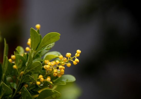 米兰花蕾焦枯 米兰花蕾焦枯