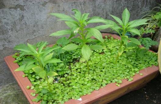 弱肉强食 弱肉强食