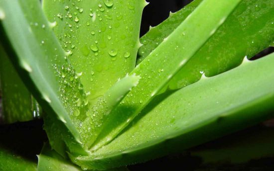 健康的芦荟 健康的芦荟