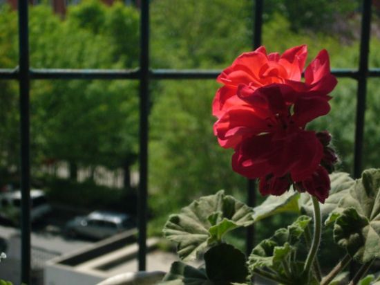 红艳艳的天竺葵 红艳艳的天竺葵