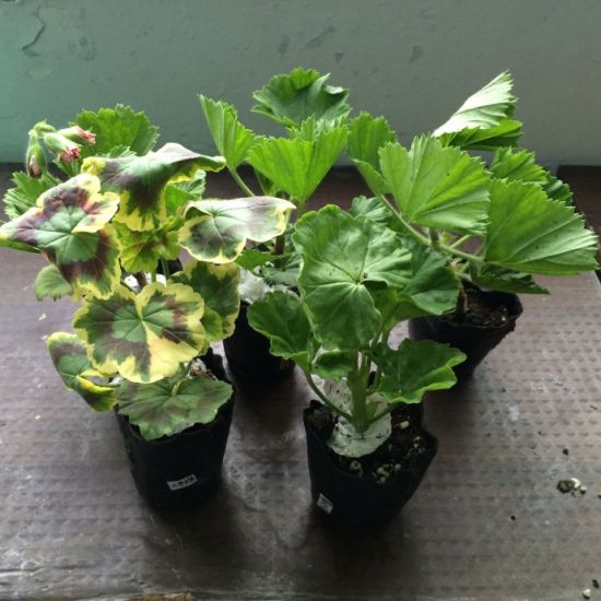 天竺葵肥料需要哪些营养元素 天竺葵肥料需要哪些营养元素