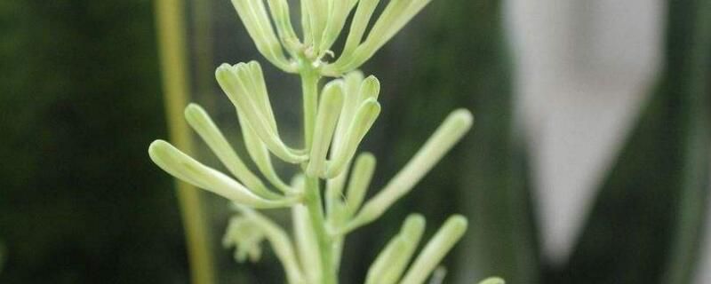 虎皮开花是好兆头吗