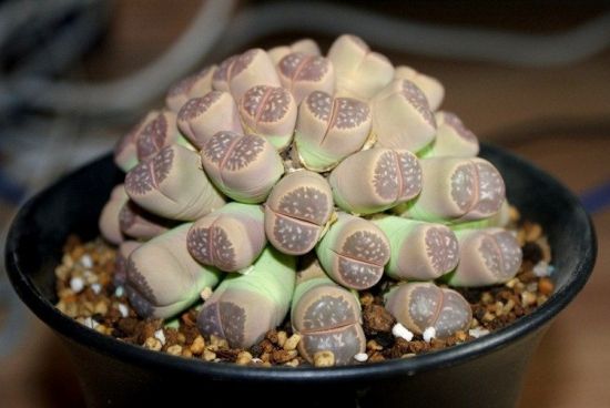 石生花“雪莲” 石生花“雪莲”