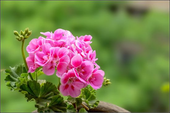 天竺葵养殖方法：天竺葵播种与管理