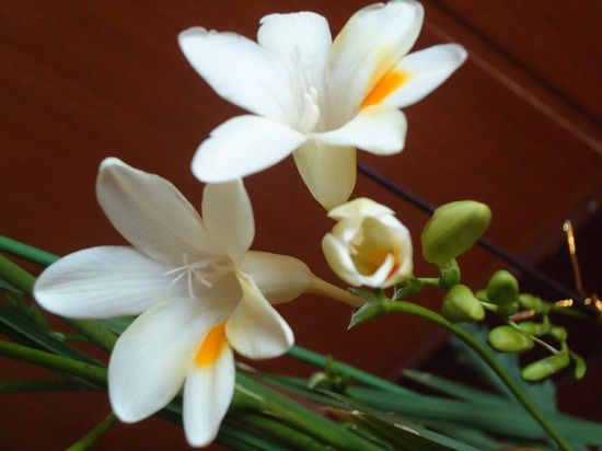 米兰花开 米兰花开