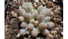 千代田之松叶片变皱变薄怎么办