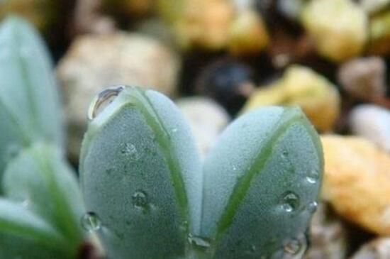 多肉植物浇水还是喷雾,浇水是补充水分/喷雾是增加湿度