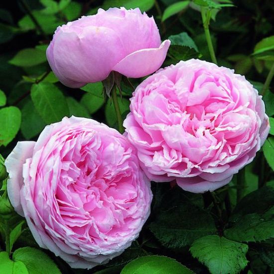 欧月的品种介绍 欧月的品种介绍