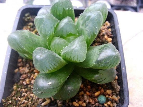 玉露图(二) 玉露图(二)