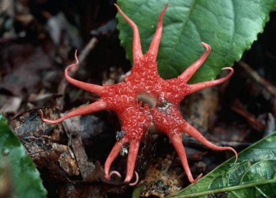 红星头菌(图片来源于视觉中国) 红星头菌(图片来源于视觉中国)