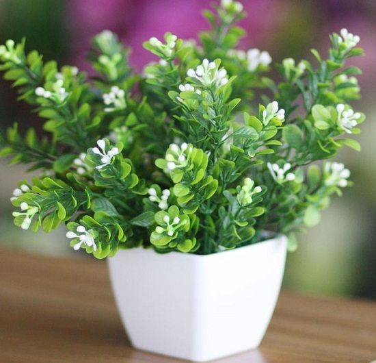 小清新的米兰盆栽 小清新的米兰盆栽