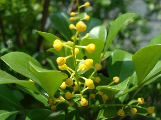 别致的米兰花图片 别致的米兰花图片