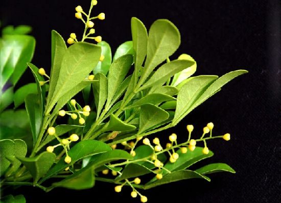 芳馥的米兰花图片 芳馥的米兰花图片