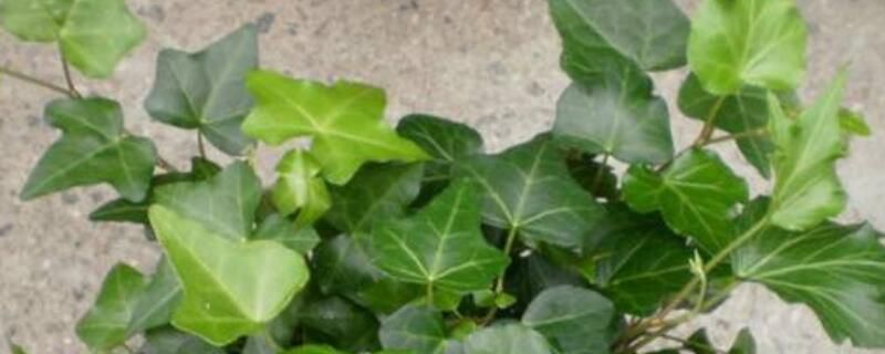 养花的氮肥有哪些？