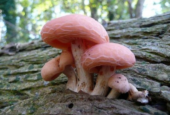 网盖红褶伞 网盖红褶伞