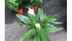 白掌叶子全软了怎么办，遮阴防晒更换土壤养护