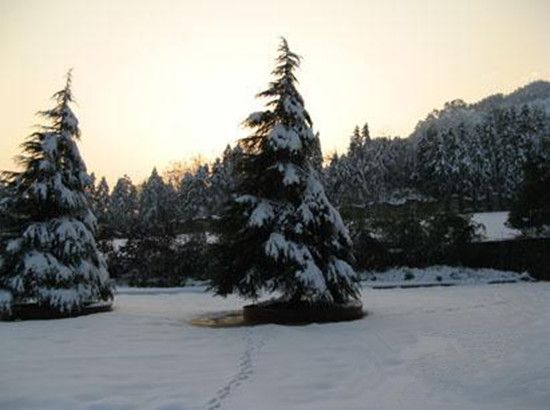 常绿的松柏 常绿的松柏