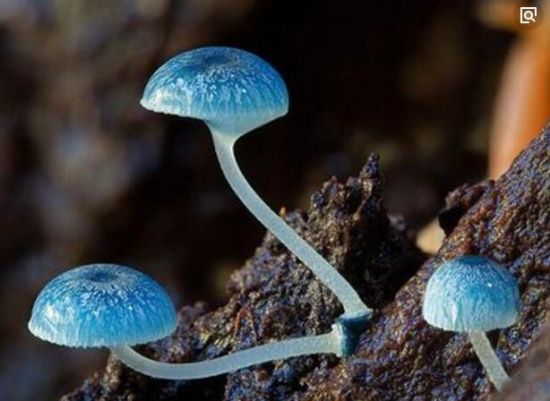 炫蓝蘑菇 炫蓝蘑菇