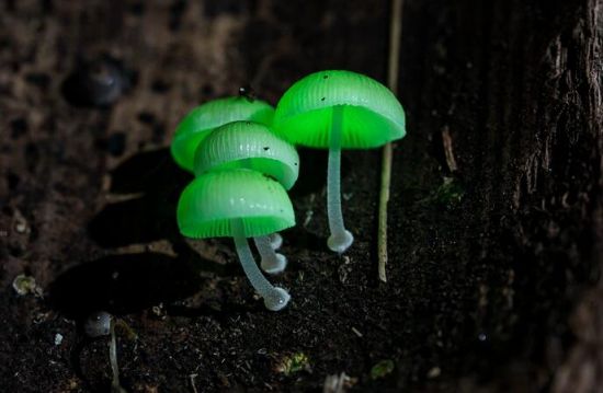 萤光蕈 萤光蕈