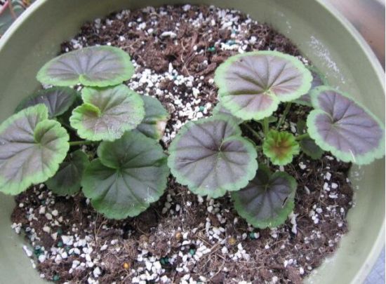 天竺葵管理) 天竺葵管理)