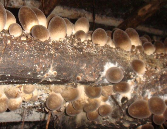 草菇菌落 草菇菌落