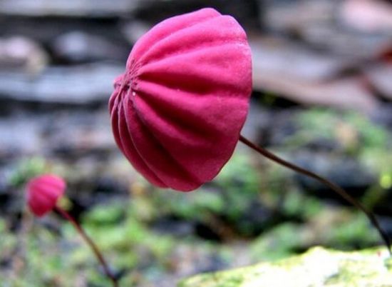 红盖小皮伞 红盖小皮伞