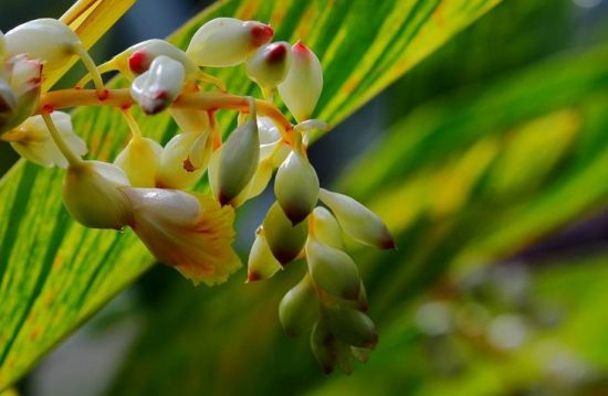 花叶艳山姜 花叶艳山姜