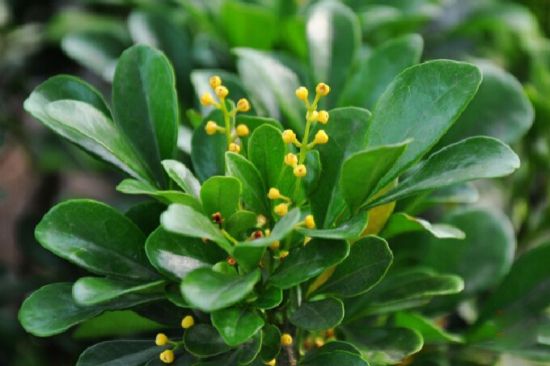 瓜子叶米粒花图片 瓜子叶米粒花图片