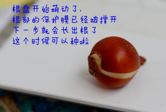 原生郁金香种球 原生郁金香种球