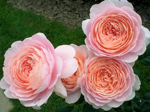 欧月的品种介绍 欧月的品种介绍