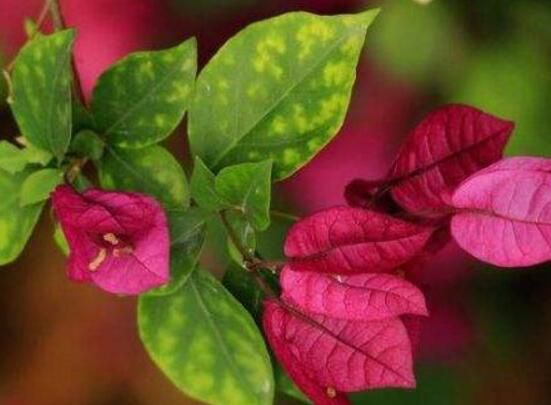 三角梅叶子一碰就掉怎么办？三角梅叶子一碰就掉的解决方法