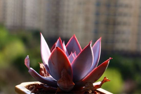 多肉广寒宫二月底的状态(图二) 多肉广寒宫二月底的状态(图二)