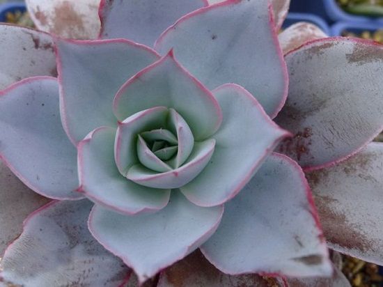 春天(3-4月份)的状态,春天广寒宫长势很快,颜色不太好! 春天(3-4月份)的状态,春天广寒宫长势很快,颜色不太好!