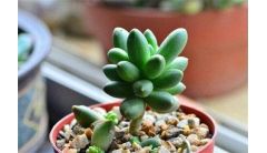 千代田之松叶插四大注意事项