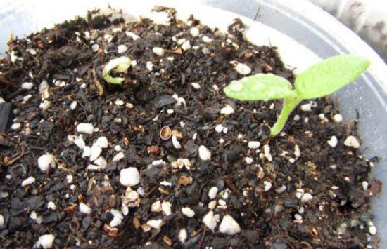 天竺葵播种 天竺葵播种