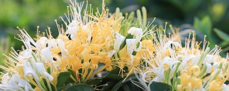 种什么药材最赚钱？推荐种植这十种中药材